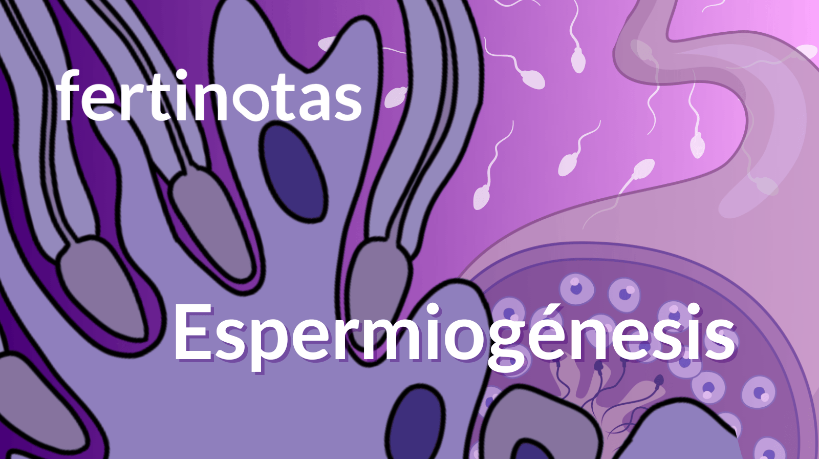 Ilustración de la espermiogénesis, proceso mediante el cual las espermátidas se transforman en espermatozoides maduros durante la espermatogénesis.