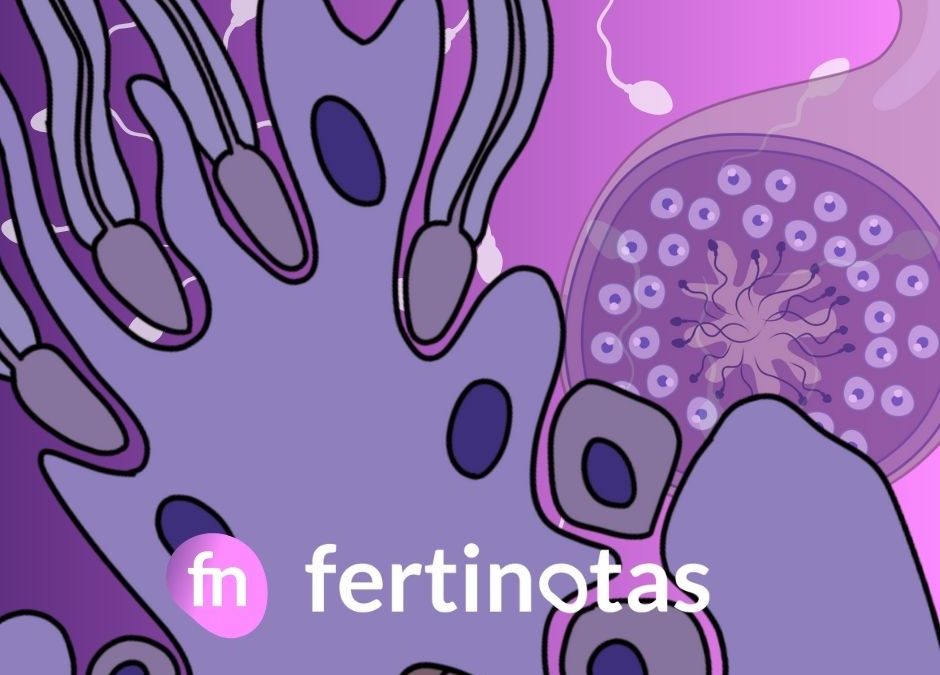 Espermiogénesis: qué es y por qué es clave para la fertilidad masculina