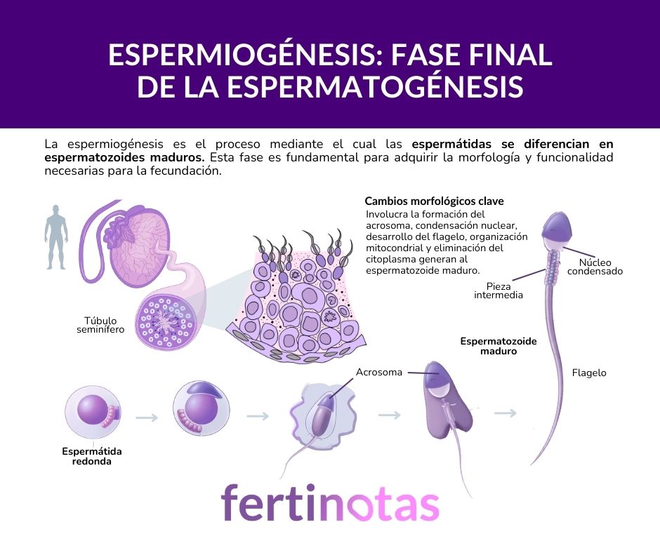 Infografía sobre la espermiogénesis que muestra la transformación de la espermátida en espermatozoide maduro, con formación del acrosoma, compactación del núcleo y desarrollo del flagelo.
