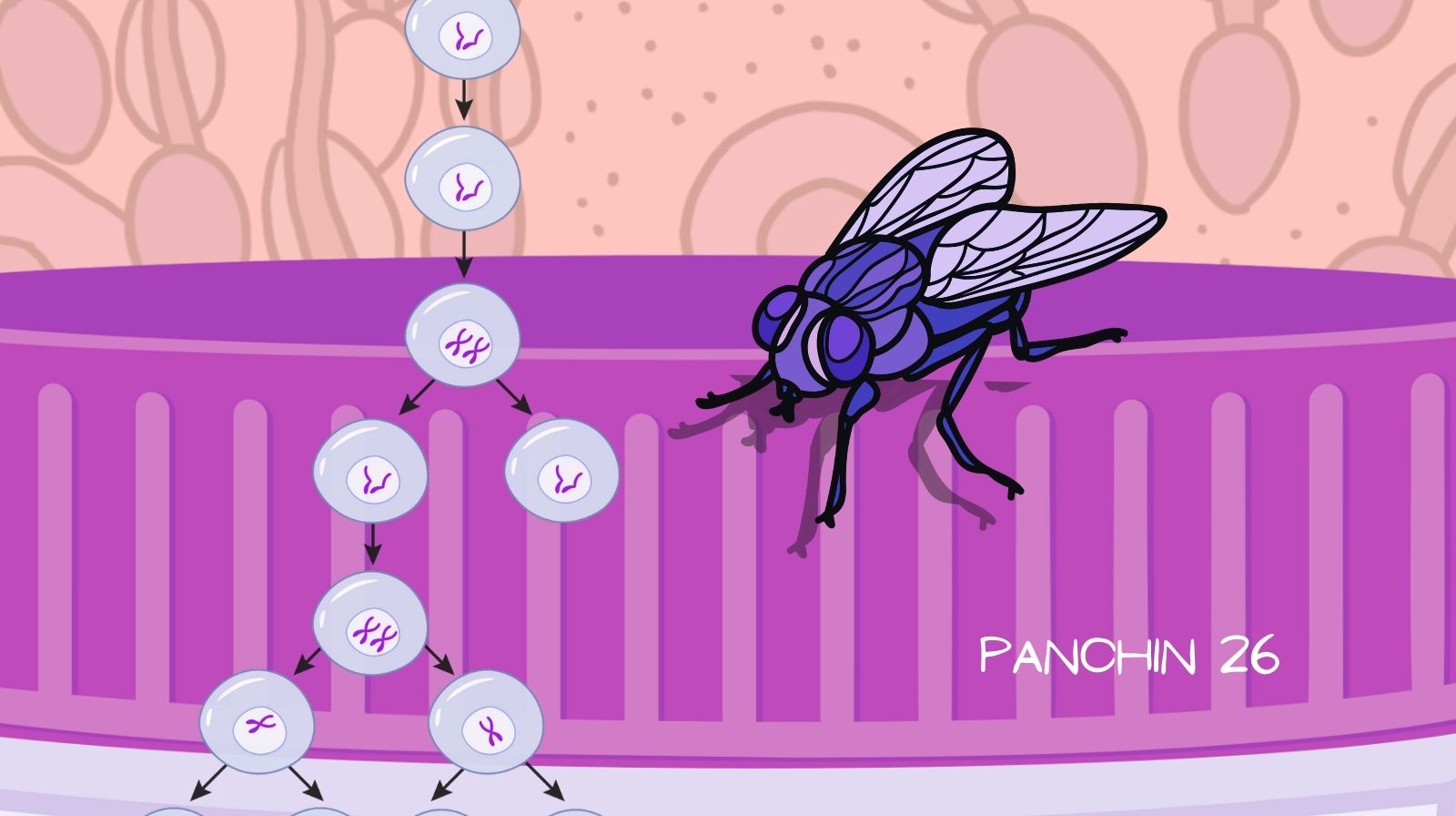 Ilustración de la espermatogénesis y su estudio en la mosca de la fruta como modelo de fertilidad masculina