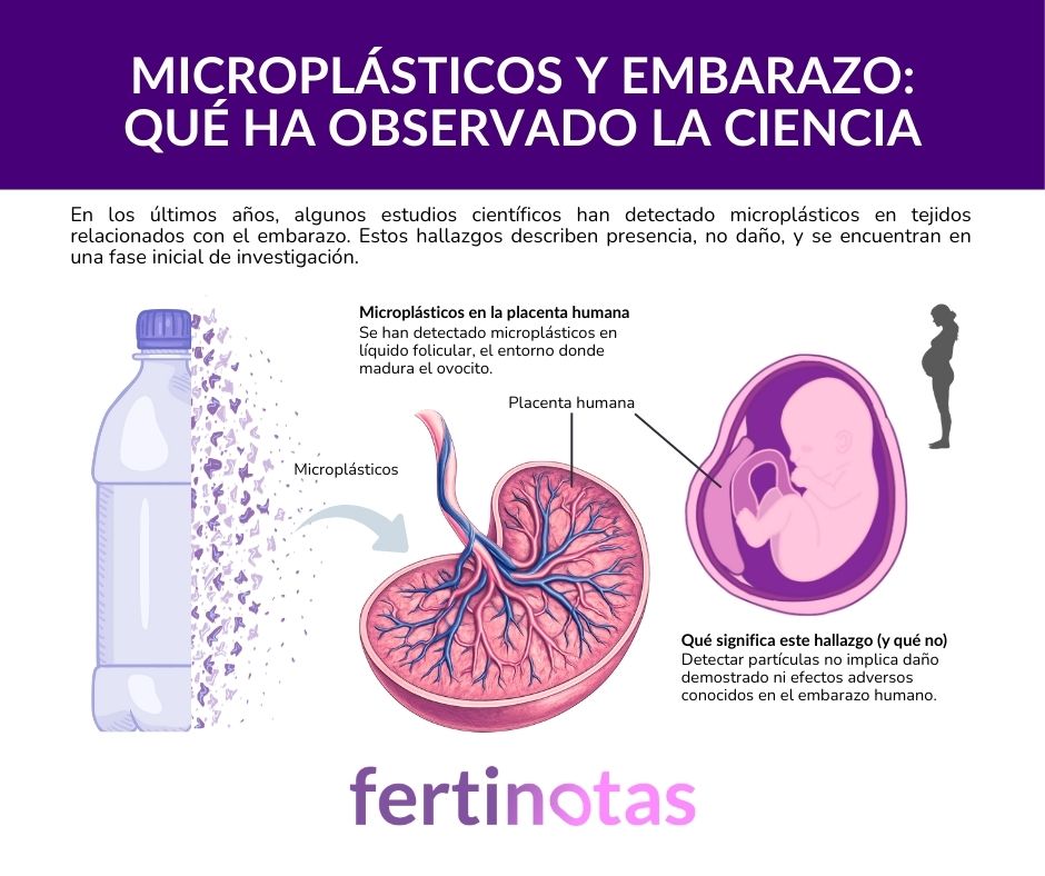 Ilustración científica de la placenta humana mostrando la detección de microplásticos en distintos compartimentos.