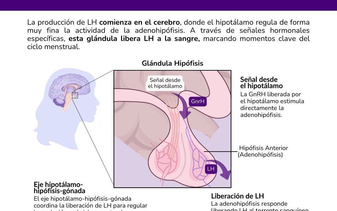 La LH: una señal que coordina el momento de ovular