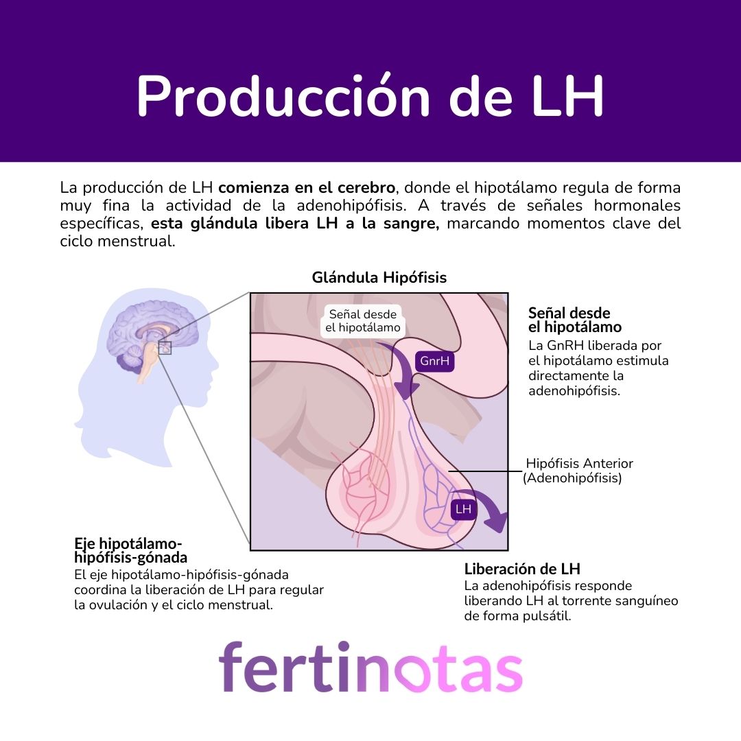 Esquema de la producción y liberación de la hormona LH desde el hipotálamo y la hipófisis durante el ciclo menstrual