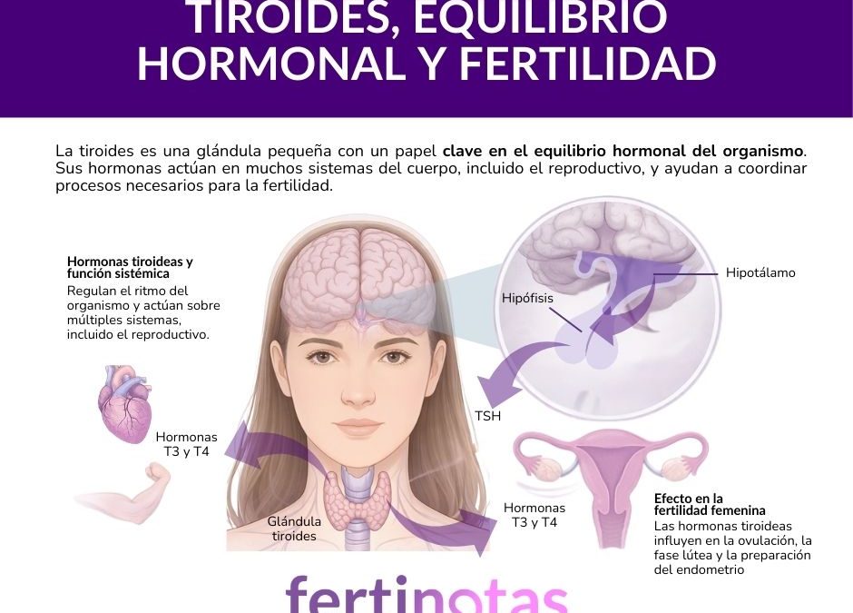 Tiroides y fertilidad femenina: cómo influye y por qué se estudia