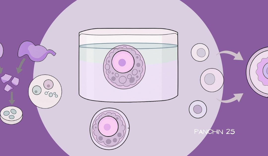 Activación folicular: reconstruir la señal KITL