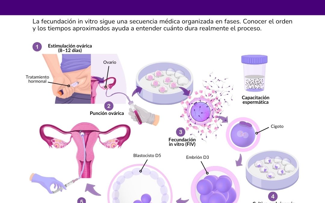 Fecundación in vitro paso a paso: fases y tiempos