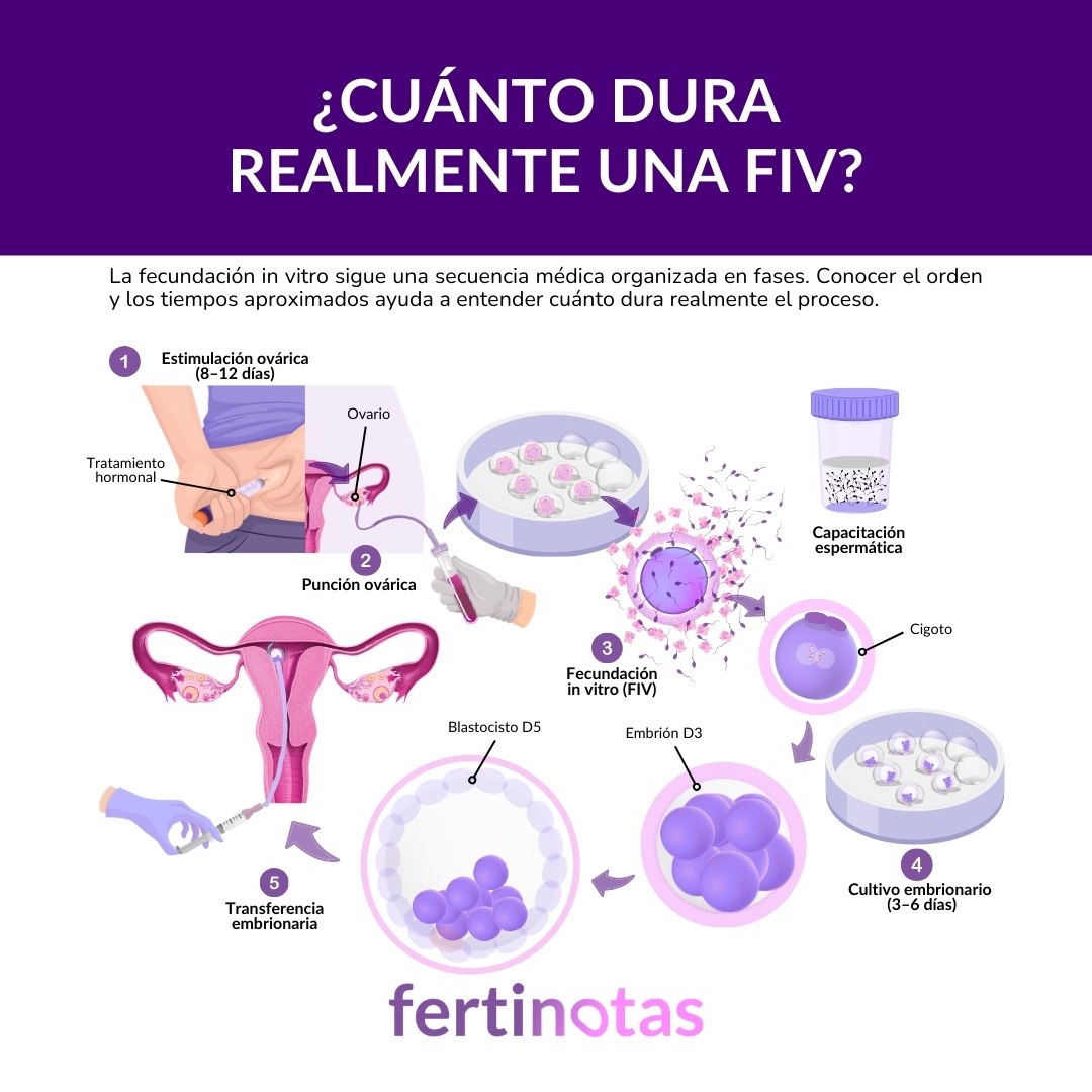 Cronograma del tratamiento de fecundación in vitro con duración aproximada de cada fase.