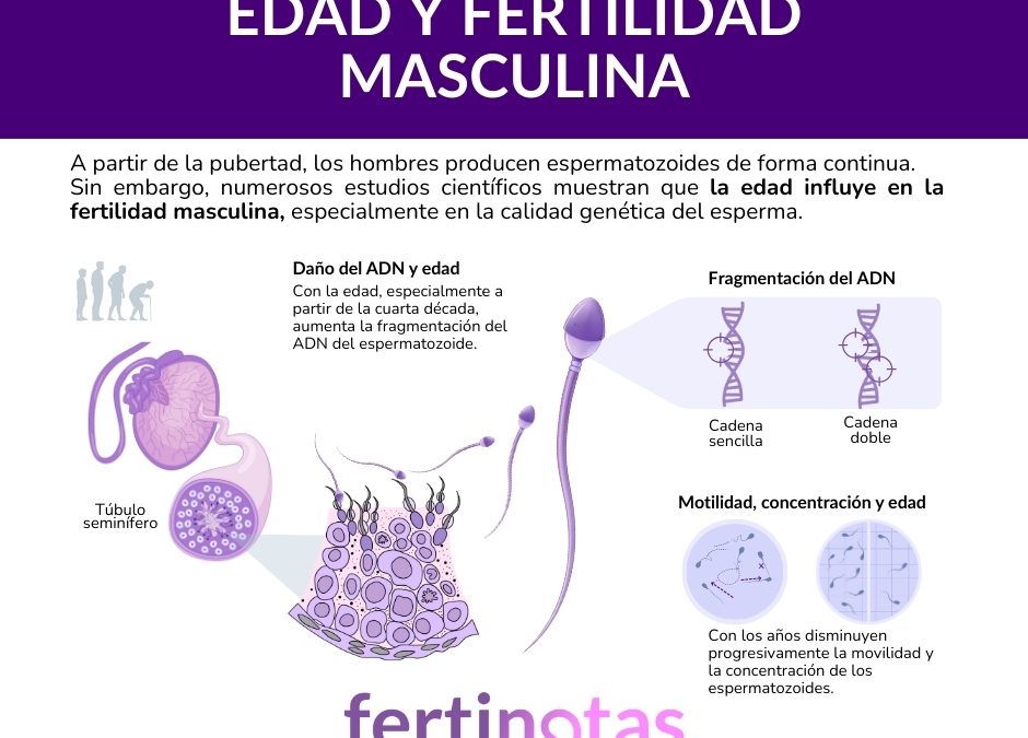 Edad y fertilidad masculina: qué dice la ciencia