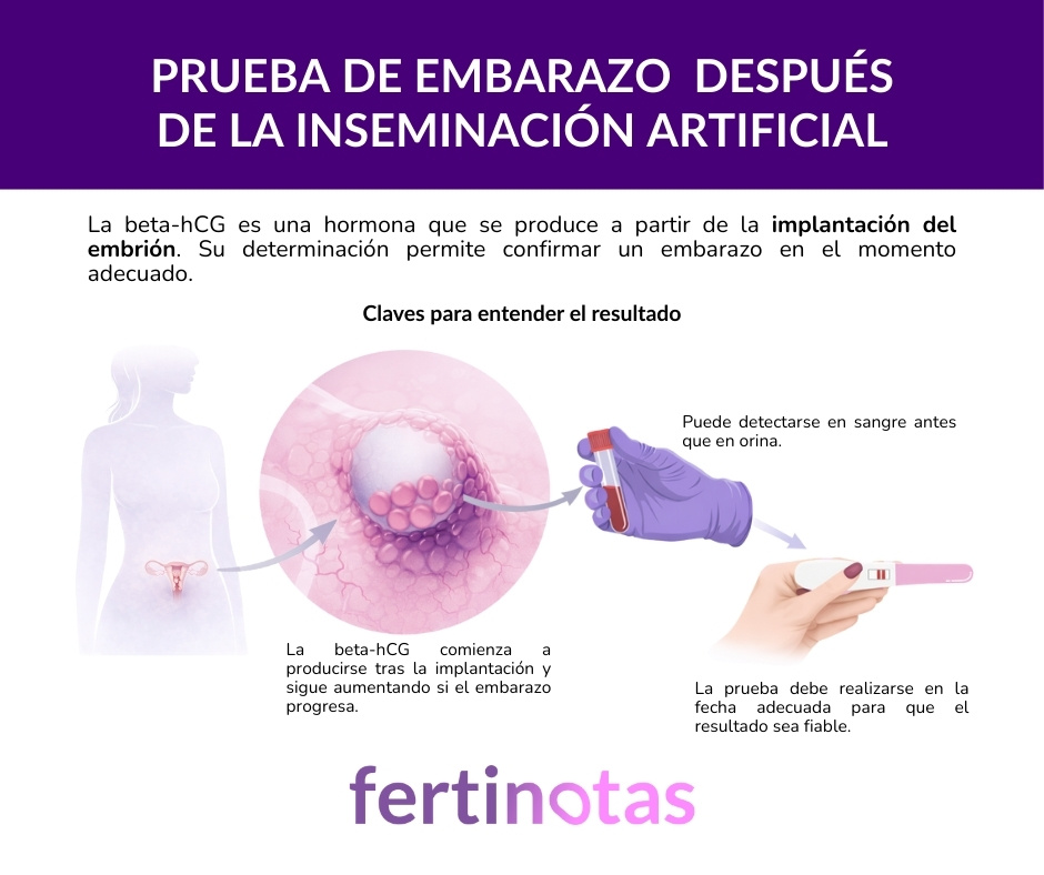 Infografía sobre la prueba de embarazo tras una inseminación artificial y la detección de la hormona beta-hCG