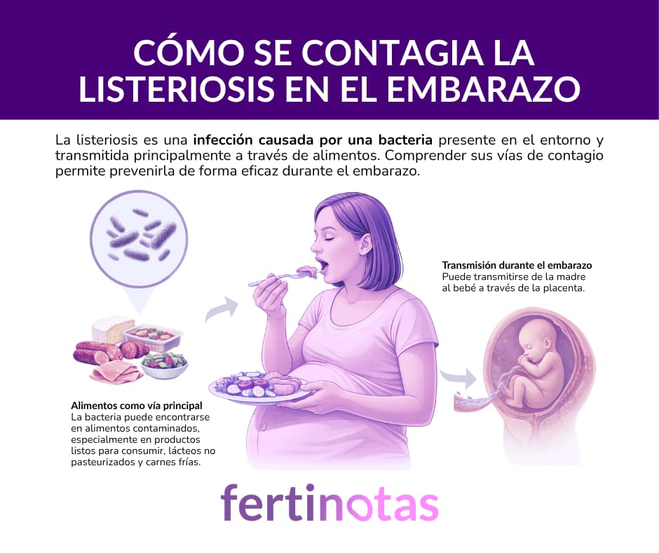 como se contagia la listeriosis en el embarazo Infografía sobre cómo se contagia la listeriosis en el embarazo a través de alimentos contaminados