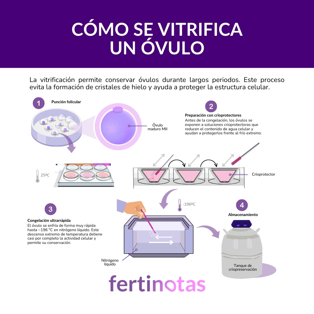 Infografía que muestra cómo se vitrifica un óvulo y cómo se conserva en nitrógeno líquido