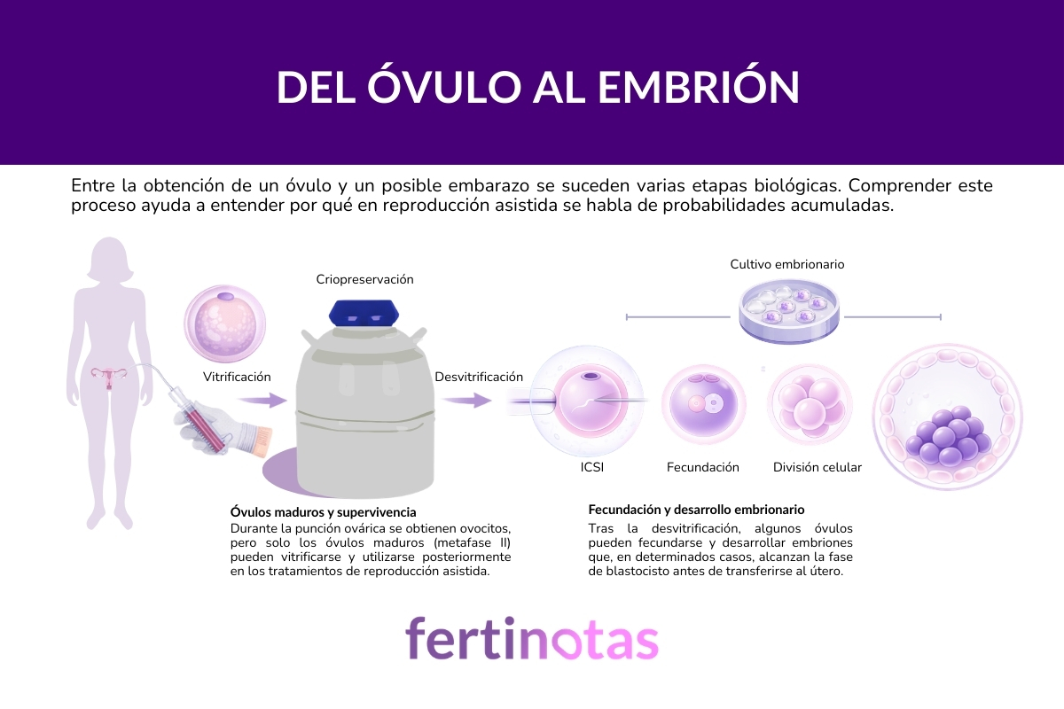 Etapas desde la obtención del óvulo hasta el desarrollo embrionario en reproducción asistida