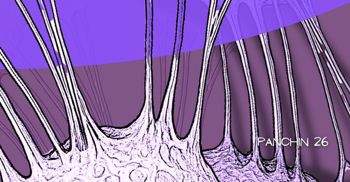 Ilustración de proyecciones transzonales conectando células del cúmulo con el ovocito durante la maduración ovocitaria