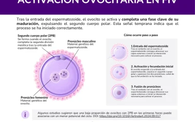 Baja fecundación en FIV: causas, significado y cómo afecta al resultado