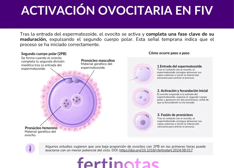 Baja fecundación en FIV: causas, significado y cómo afecta al resultado