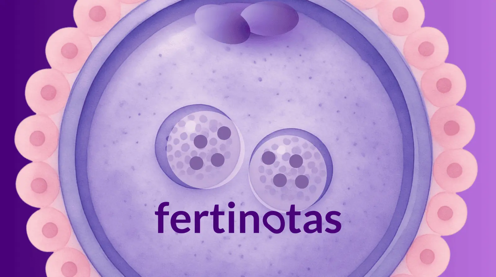 Ilustración de un ovocito fecundado en FIV con dos pronúcleos y segundo cuerpo polar visible