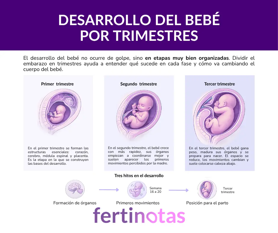 desarrollo del bebe por trimestre de embarazo Infografía del desarrollo del bebé por trimestres mostrando cambios en crecimiento y formación fetal