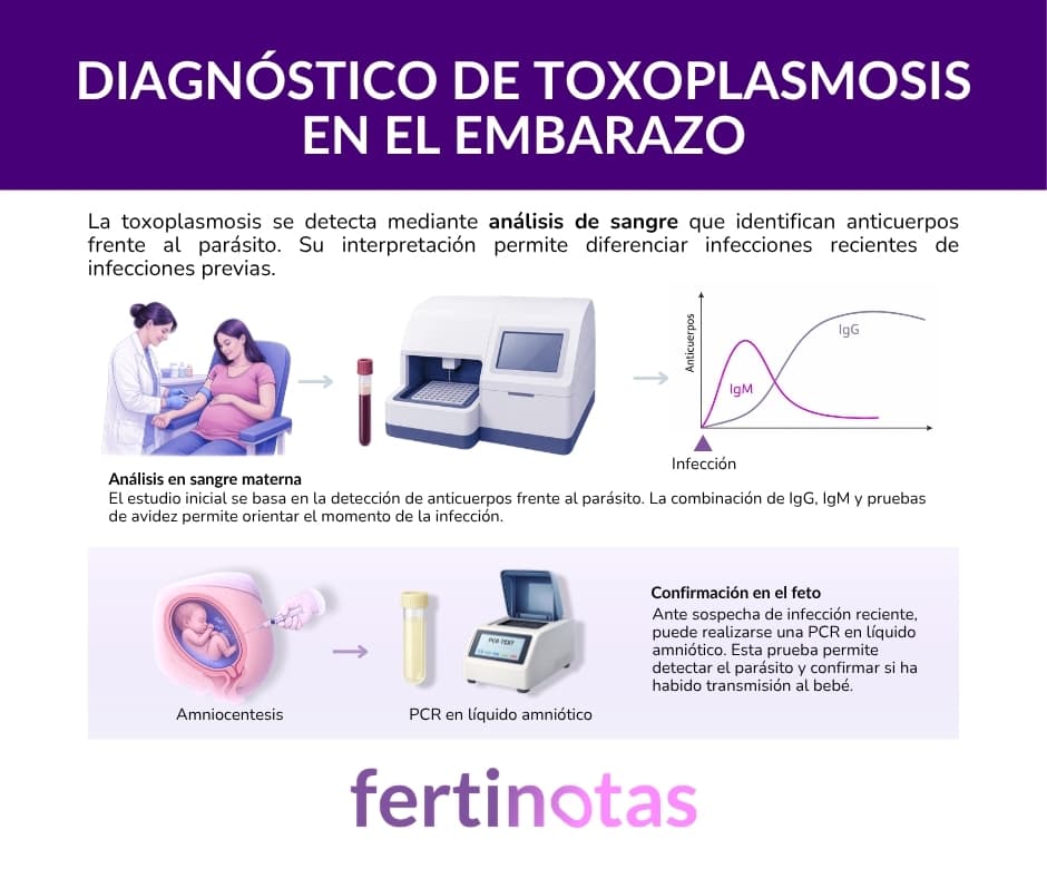 diagnóstico de toxoplasmosis en el embarazo Infografía sobre diagnóstico de toxoplasmosis en el embarazo mediante análisis de sangre, IgG, IgM y PCR en líquido amniótico