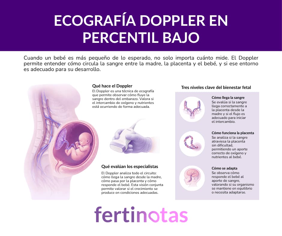 Ilustración de ecografía Doppler mostrando circulación sanguínea entre madre, placenta y bebé en embarazo con percentil bajo