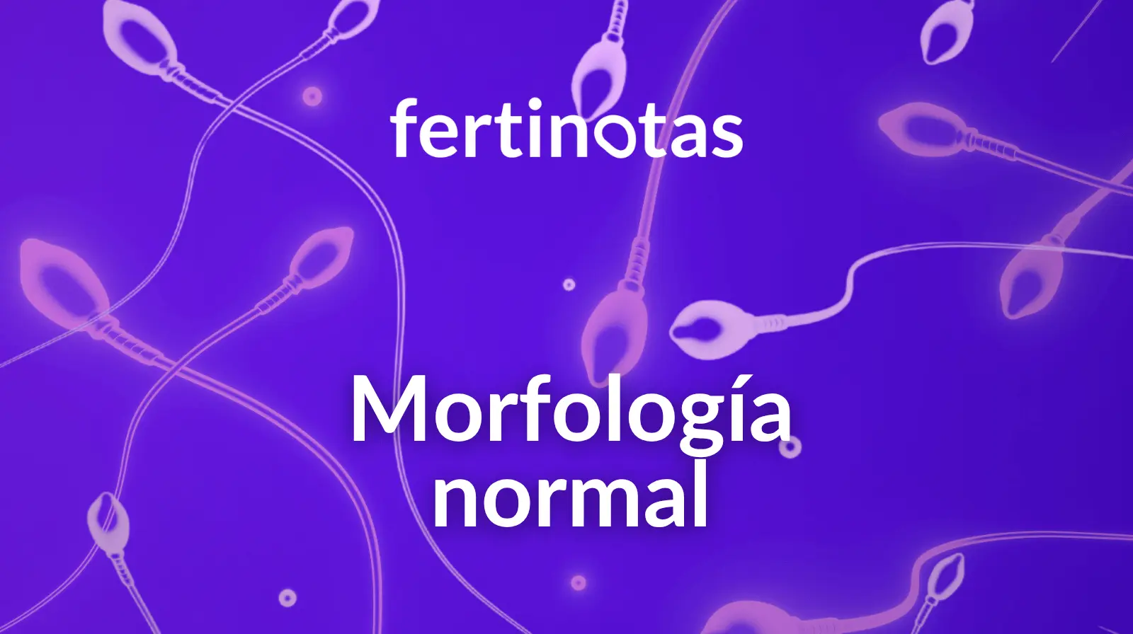 Morfología espermática normal representada con espermatozoides en un seminograma