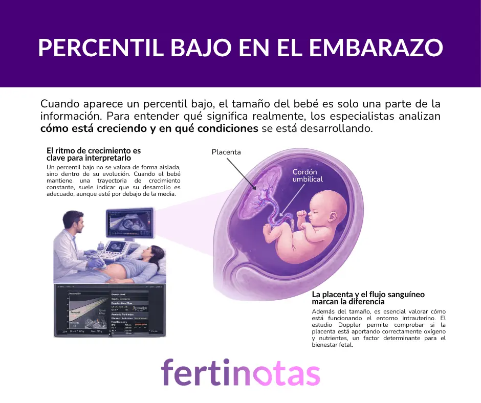 Infografía sobre percentil bajo en el embarazo que explica el crecimiento fetal, la función de la placenta y el flujo sanguíneo mediante Doppler