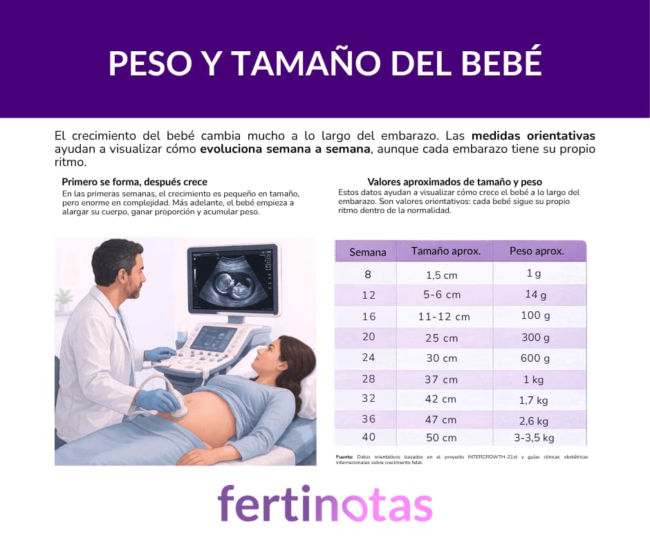 peso y tamaños del bebe durante el embarazo Infografía sobre el peso y tamaño del bebé durante el embarazo semana a semana con tabla de crecimiento fetal