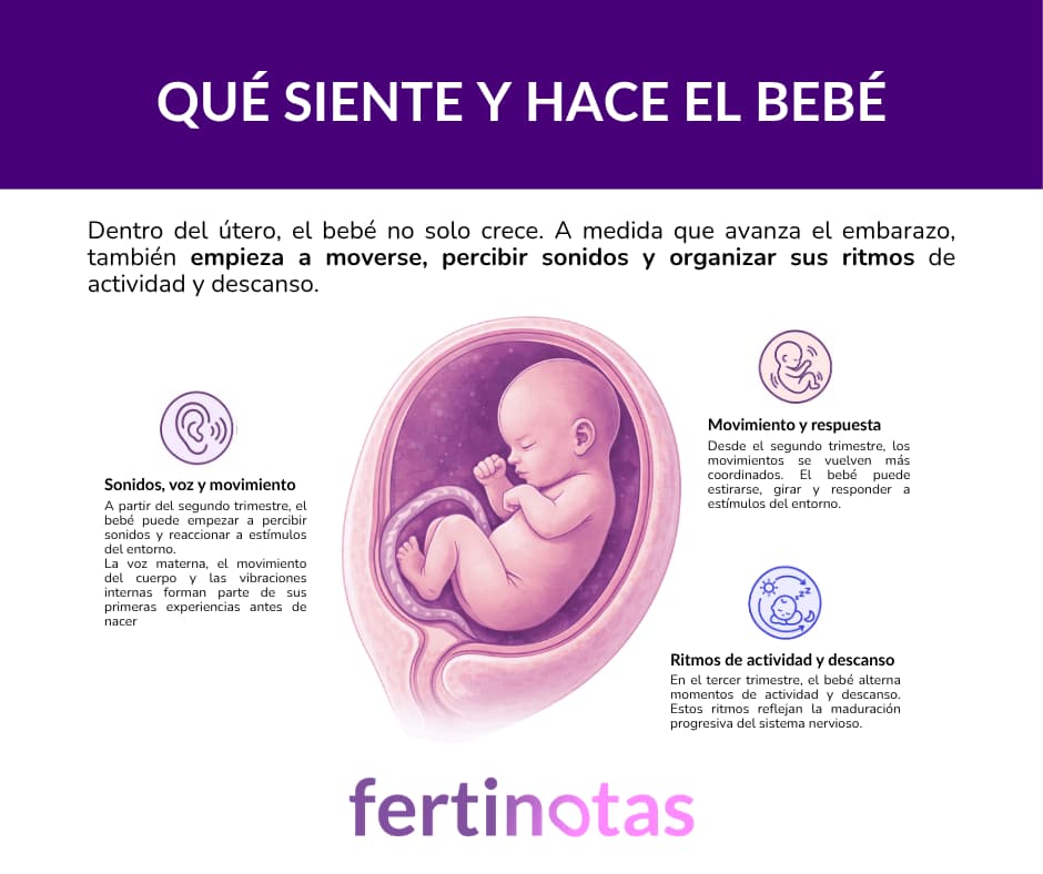 que siente y hace el bebe durante el embarazo Infografía sobre lo que siente el bebé en el útero incluyendo movimiento, percepción de sonidos y ritmos de sueño