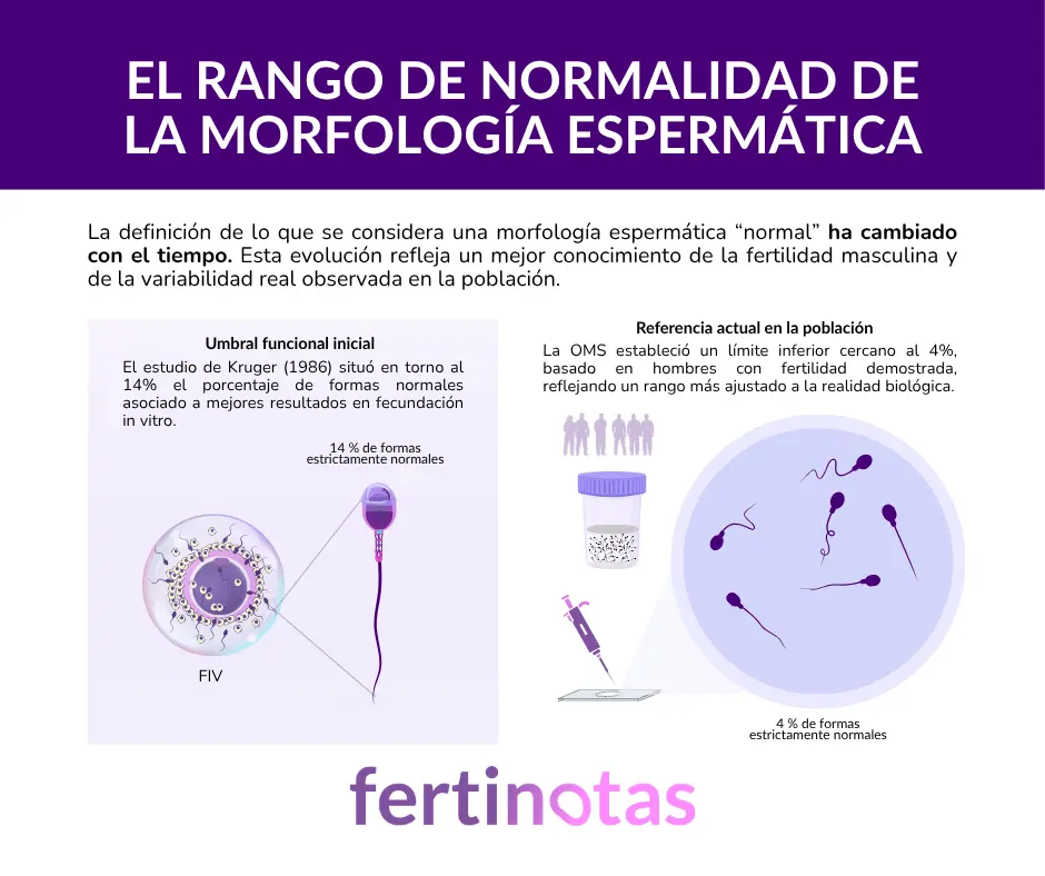 Infografía sobre el rango de normalidad de la morfología espermática del 14% al 4%
