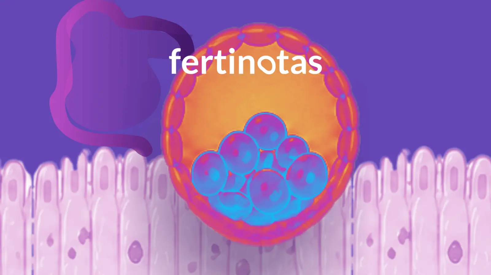 Ilustración de un blastocisto en contacto con el endometrio que representa la importancia de la sincronía en la implantación embrionaria