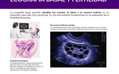 Ecografía basal y fertilidad: qué puede mostrar y cómo interpretarla