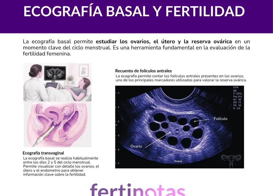 Ecografía basal y fertilidad: qué puede mostrar y cómo interpretarla