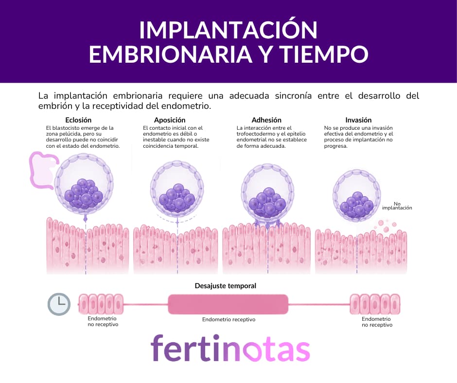 Infografía sobre las fases de la implantación embrionaria y el impacto del desajuste temporal entre embrión y endometrio