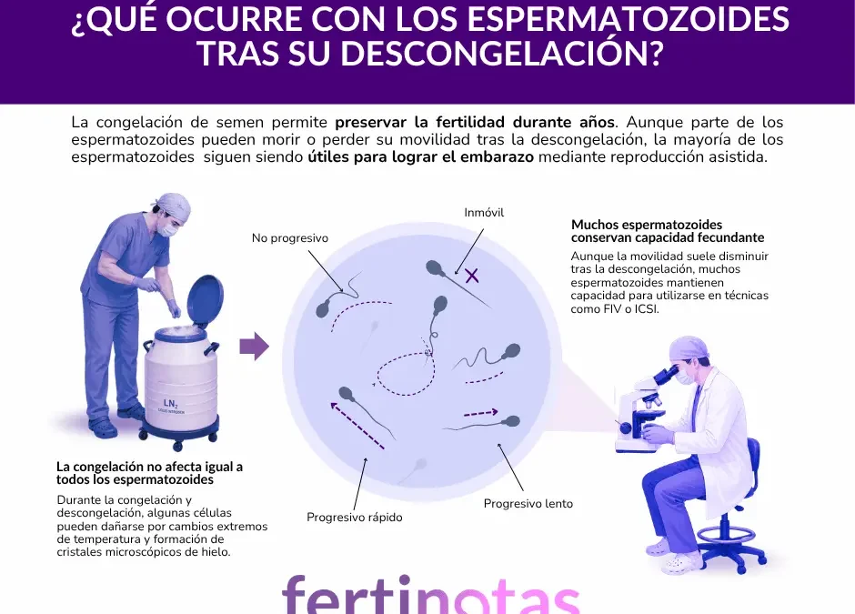 ¿Qué supervivencia tienen los espermatozoides tras la descongelación?