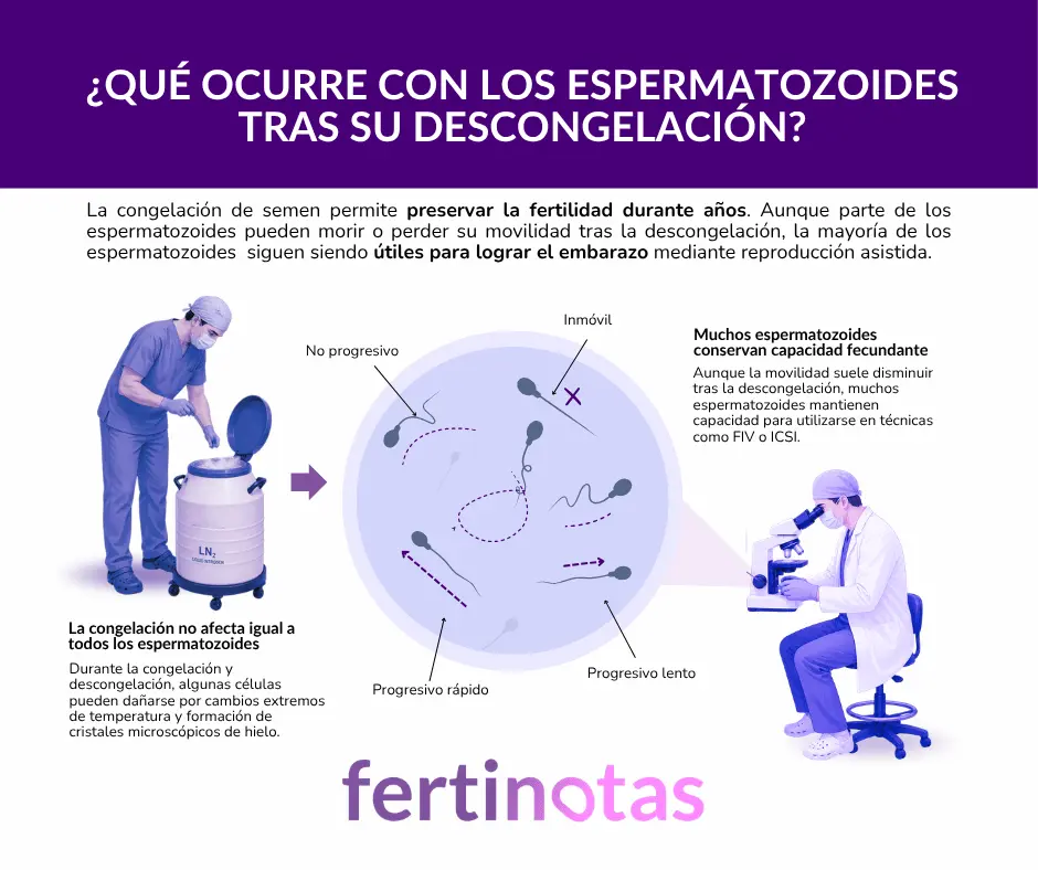Infografía médica sobre la supervivencia de los espermatozoides tras la descongelación y su utilidad en reproducción asistida.