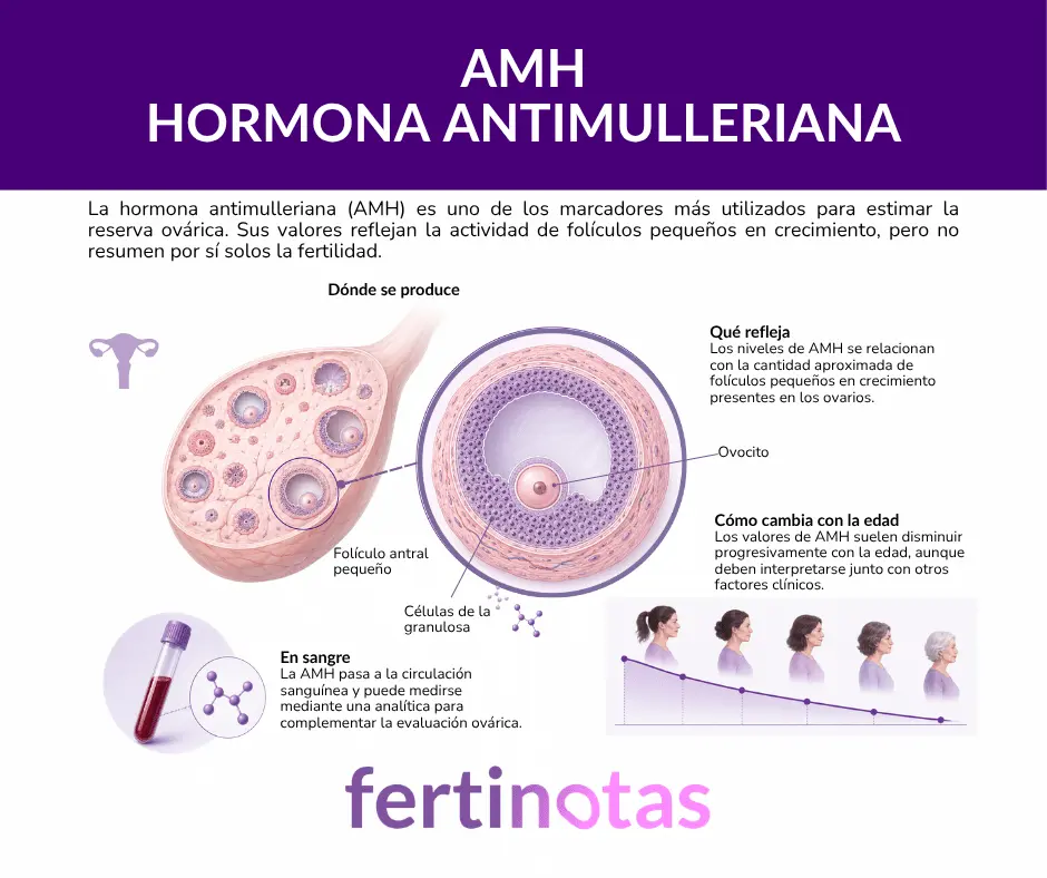 Infografía médica que muestra un ovario y un folículo antral ampliado para explicar dónde se produce la hormona antimulleriana y qué reflejan sus valores.