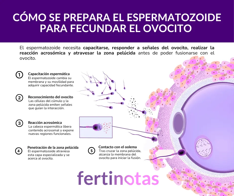 Infografía sobre la preparación del espermatozoide para fecundar el ovocito, incluyendo capacitación espermática, reconocimiento del ovocito, reacción acrosómica y penetración de la zona pelúcida.