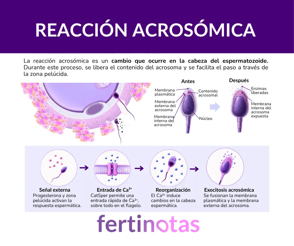Infografía que explica la reacción acrosómica, desde la señal externa hasta la entrada de calcio, la reorganización celular y la exocitosis acrosómica.