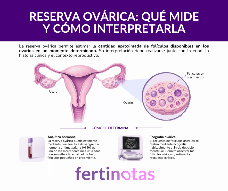 Ilustración médica del útero y los ovarios con ampliación de folículos en crecimiento para explicar qué mide la reserva ovárica.