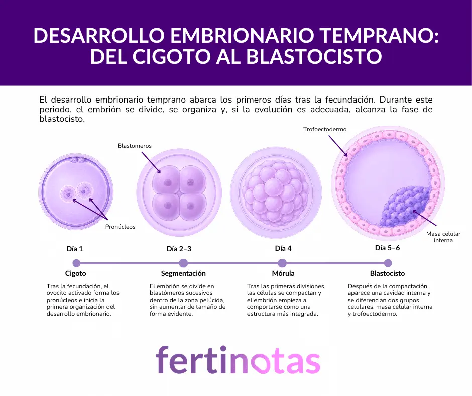 Etapas del desarrollo embrionario temprano Infografía sobre las etapas del desarrollo embrionario temprano: cigoto, segmentación, mórula y blastocisto.