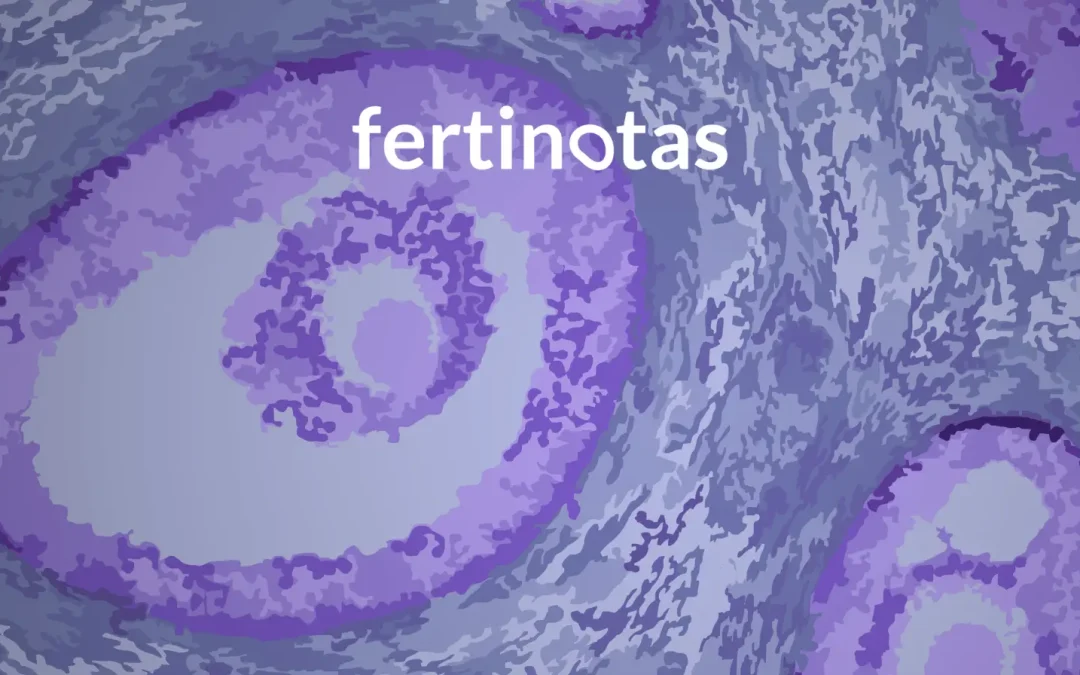 Fase folicular: qué ocurre antes de la ovulación