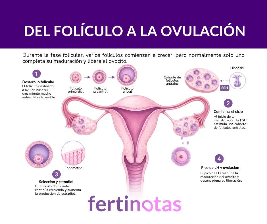 Del folículo a la ovulación: fases del desarrollo folicular Infografía sobre la fase folicular, desde el desarrollo de los folículos ováricos hasta la ovulación.