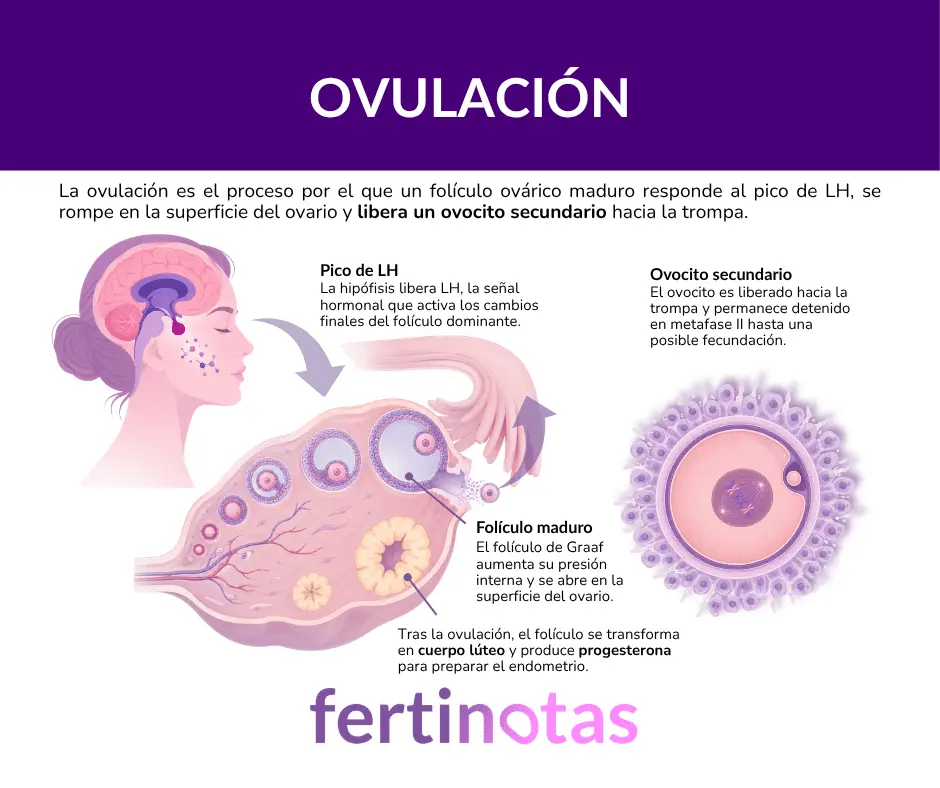 Infografía médica sobre la ovulación, el pico de LH, la ruptura del folículo maduro y la liberación del ovocito secundario hacia la trompa.
