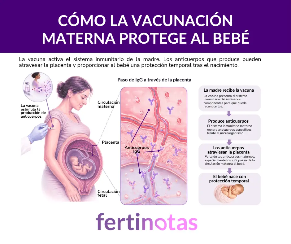 Infografía que explica cómo los anticuerpos maternos pueden atravesar la placenta y proporcionar protección temporal al bebé.