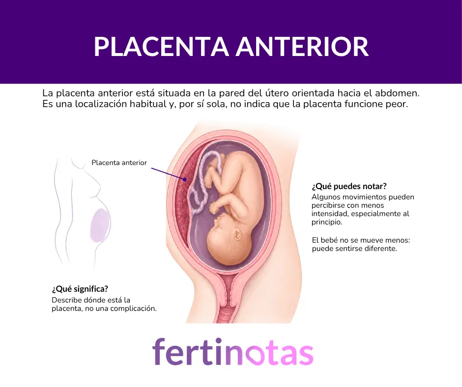 Placenta anterior situada entre el bebé y la pared abdominal, pudiendo amortiguar la percepción de algunos movimientos fetales.