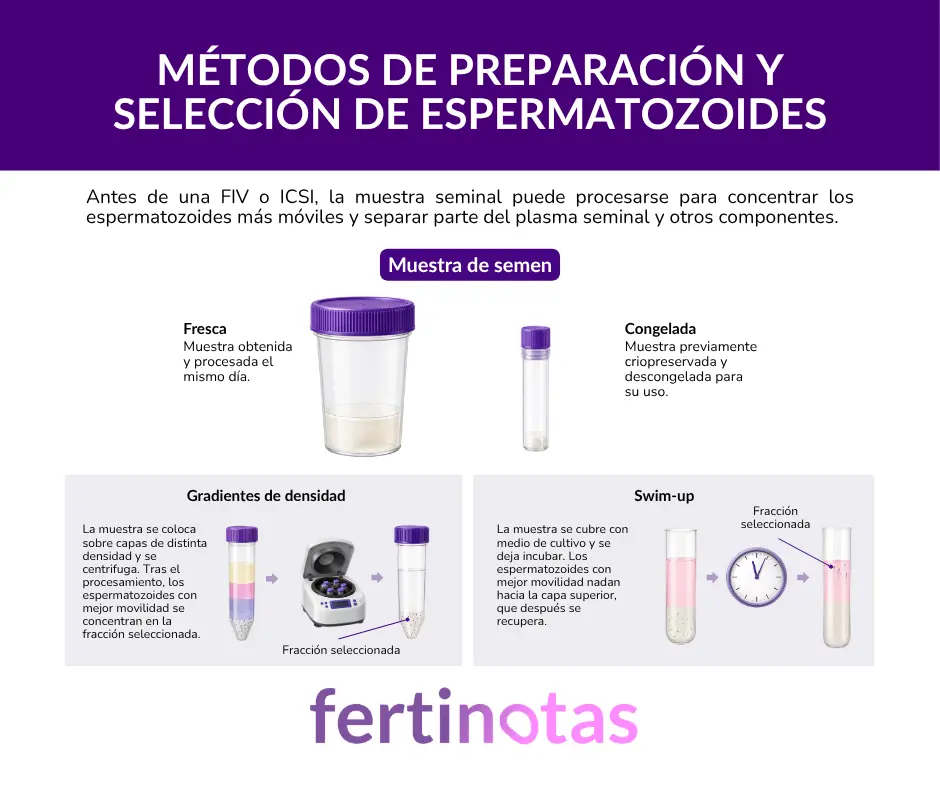 Infografía sobre la preparación de semen y los métodos de selección de espermatozoides antes de una inseminación o FIV.
