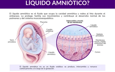 Líquido amniótico: cómo se mide y qué indican sus valores