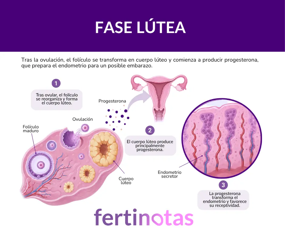 que es la fase lutea y cual es su importancia para implantacion y embarazo Infografía sobre la fase lútea, la formación del cuerpo lúteo, la producción de progesterona y los cambios del endometrio.