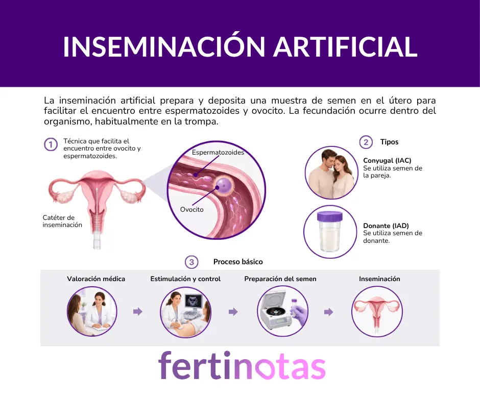 Infografía que explica qué es la inseminación artificial y las principales fases del procedimiento.