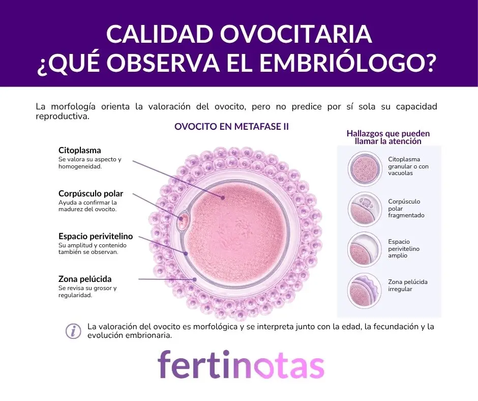 Infografía sobre la calidad ovocitaria y los rasgos morfológicos que observa el embriólogo en un ovocito en metafase II, como citoplasma, corpúsculo polar, espacio perivitelino y zona pelúcida.