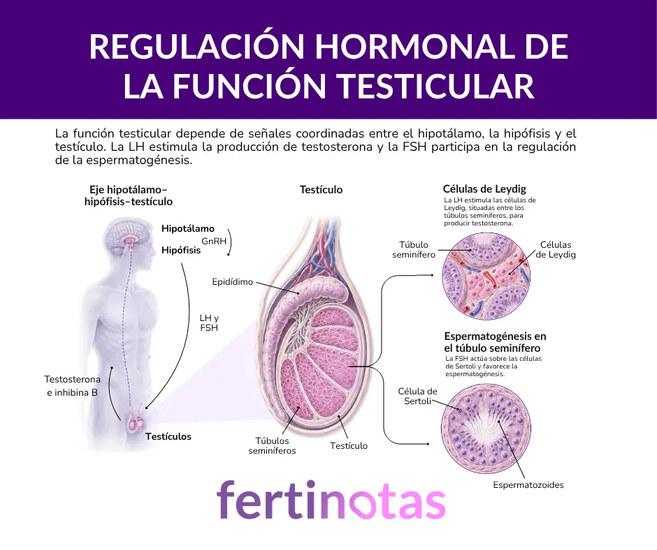 Ilustración médica sobre la regulación hormonal de la función testicular, con hipotálamo, hipófisis, FSH, LH, células de Leydig, células de Sertoli y espermatogénesis.
